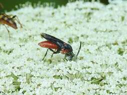 Image of Poison Ivy Sawfly