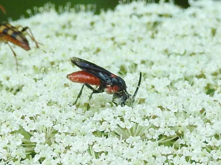 Image of Poison Ivy Sawfly