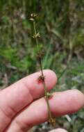 Sivun Scleria verticillata Muhl. ex Willd. kuva