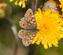 Imagem de Oreixenica orichora Meyrick 1885