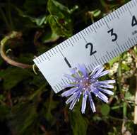 Image of Melanoseris qinghaica (S. W. Liu & T. N. Ho) N. Kilian & Ze H. Wang