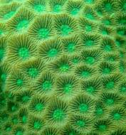 Image of Larger star coral