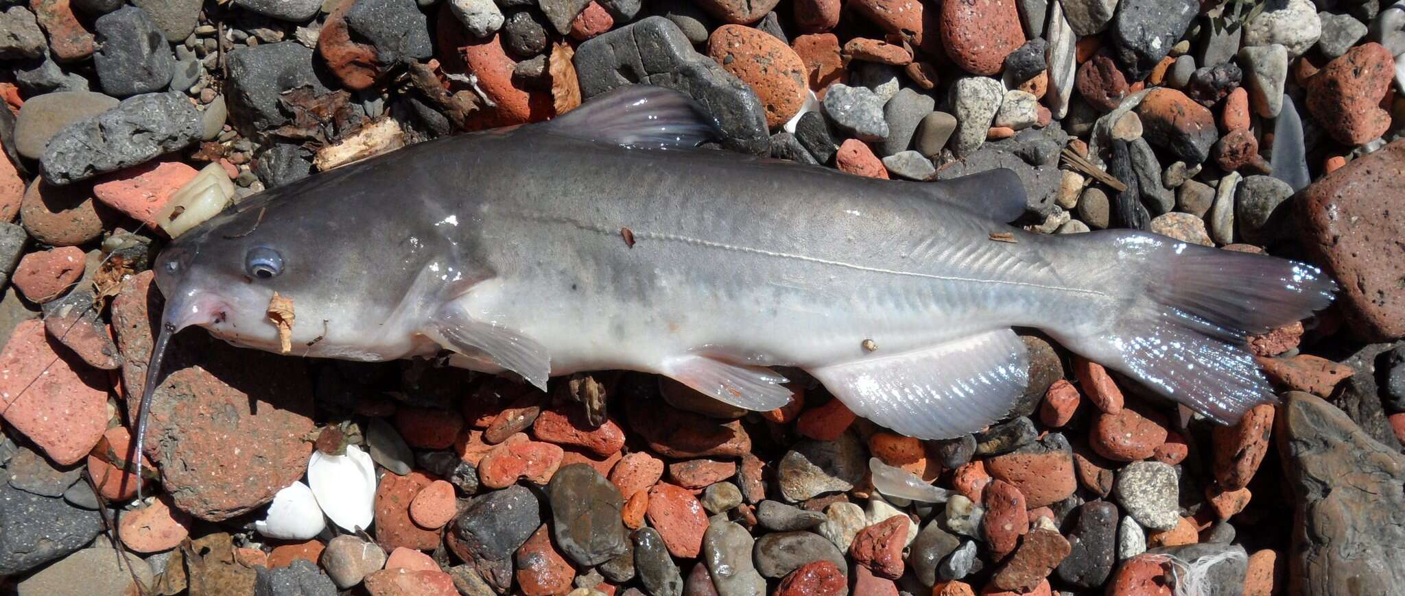 Image of White catfish