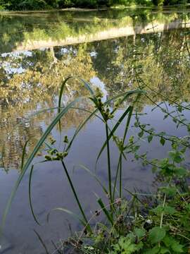 Image of Cyperus glomeratus L.