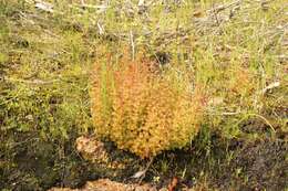 Image of Drosera ramellosa Lehm.