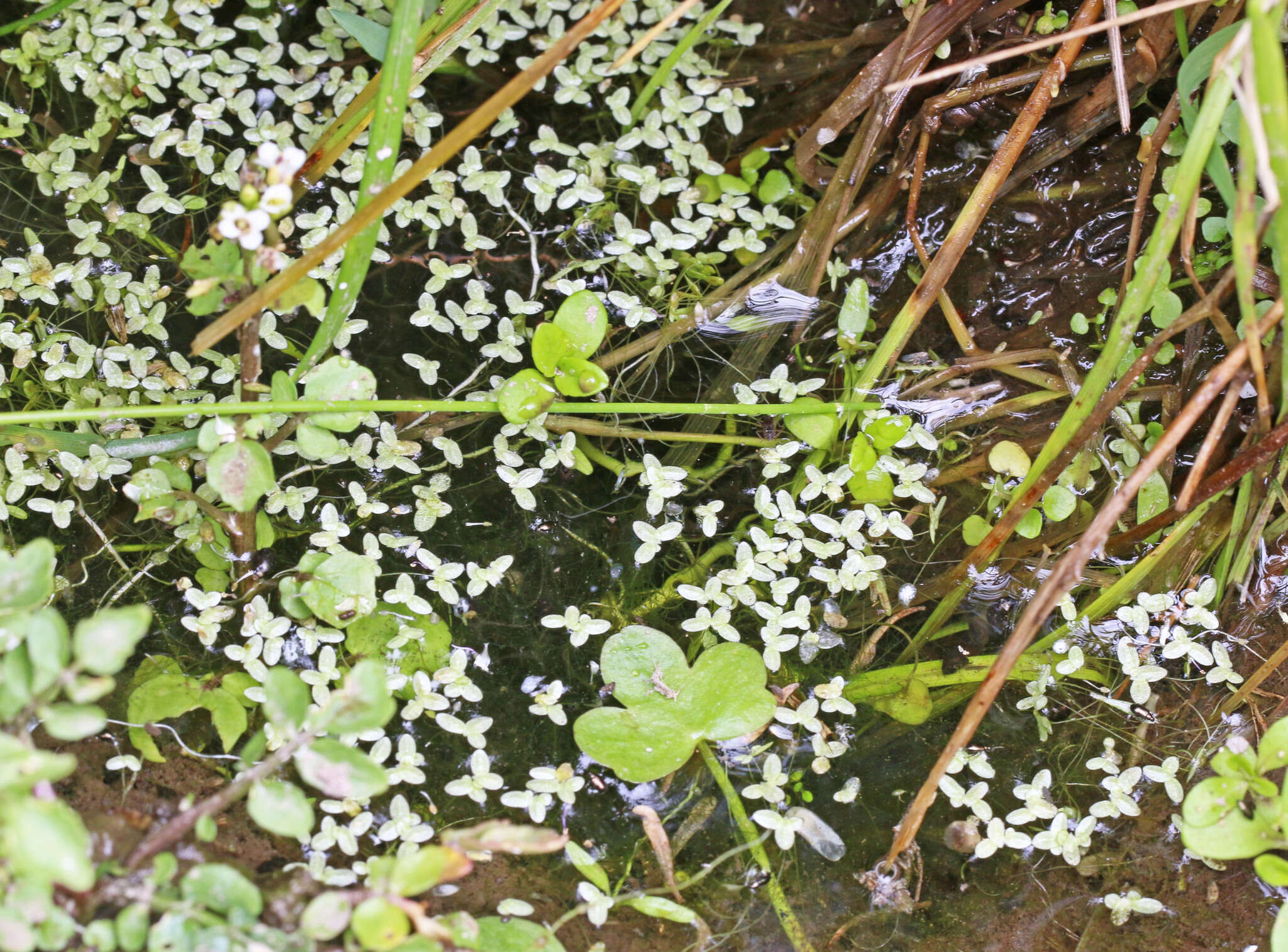 Image of valdivia duckweed