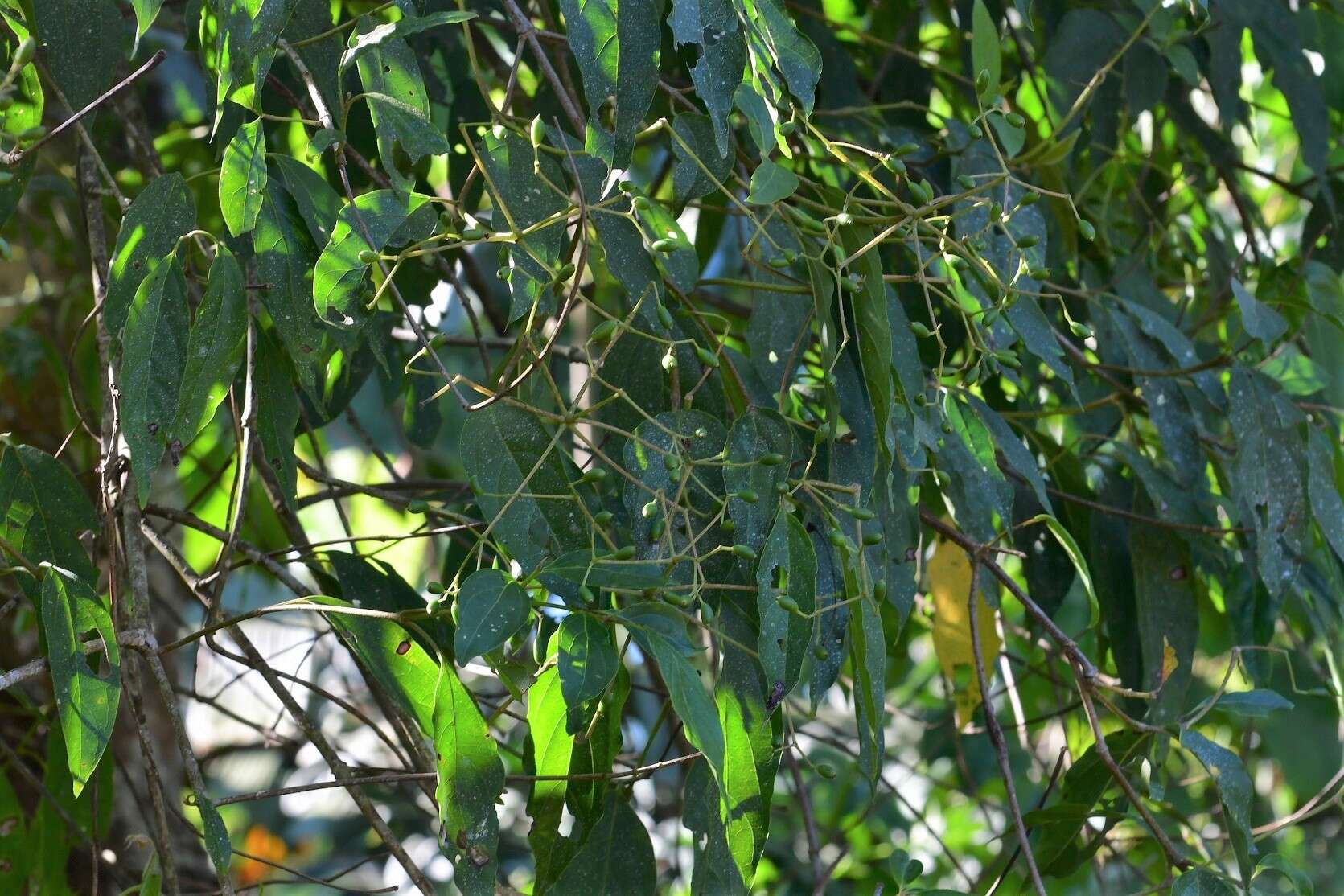 Image of Viburnum hartwegii Benth.