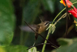 Phaethornis malaris (Nordmann 1835) resmi