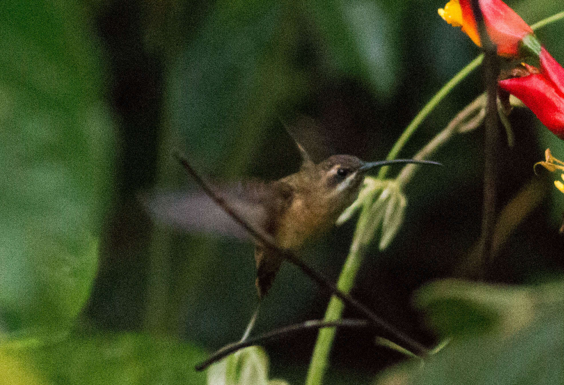 Image of Great-billed Hermit