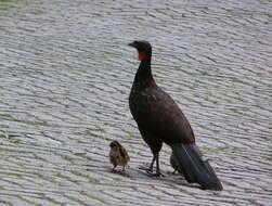 Image of Dusky-legged Guan