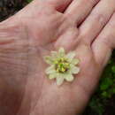 Image of Passiflora ursina Killip & Cuatrec.