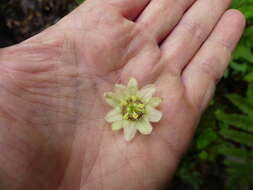 Image of Passiflora ursina Killip & Cuatrec.