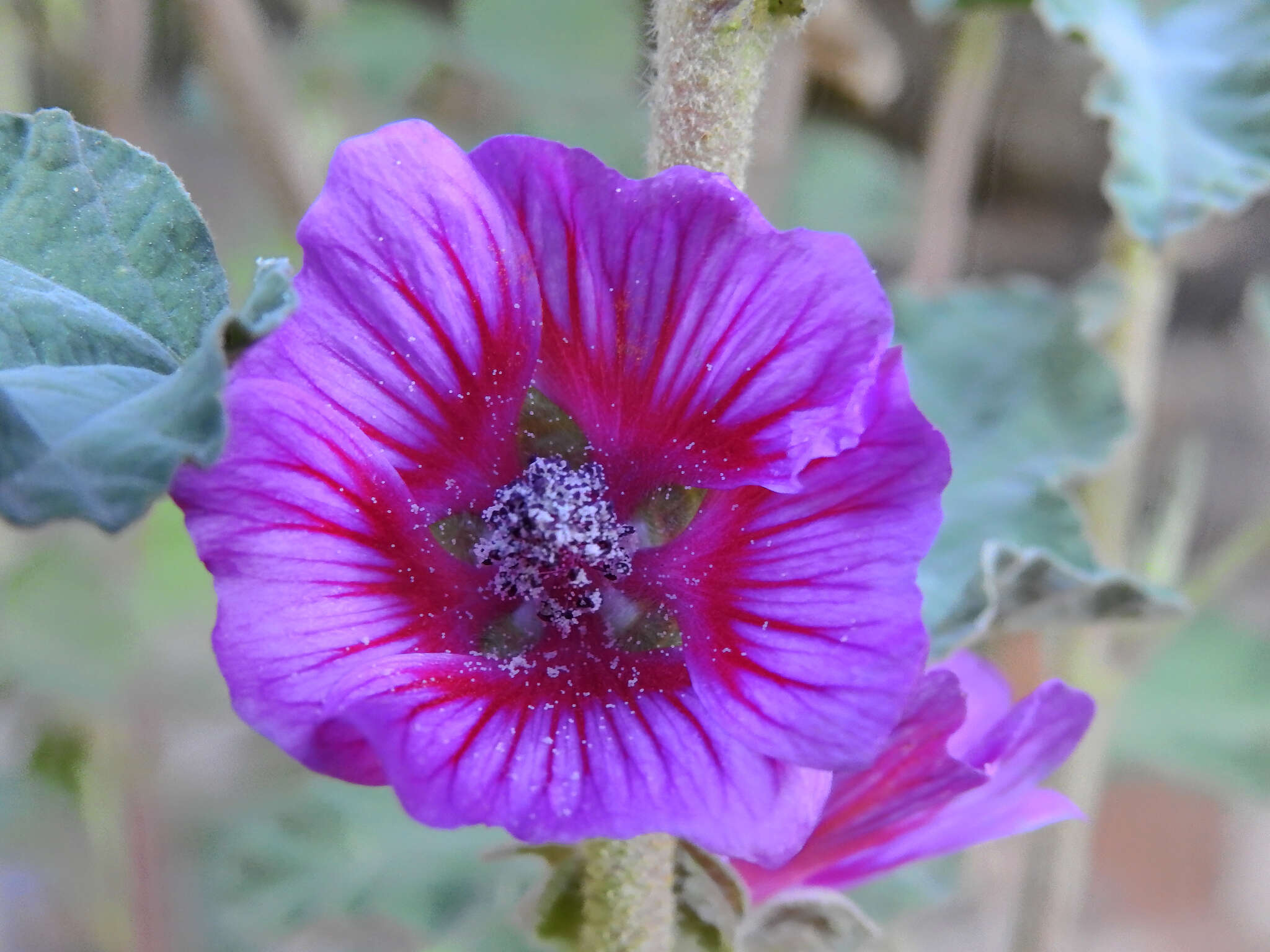 Image of Malva olbia (L.) Alef.