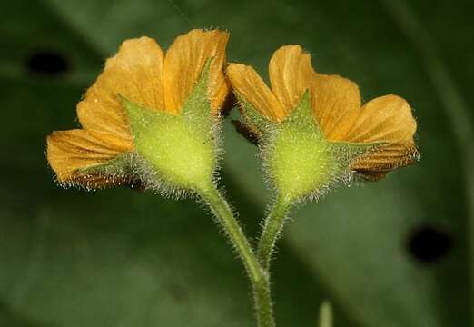 Imagem de Abutilon ramosum (Cav.) Guill.