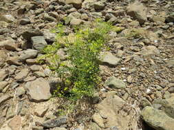 Image of Haplophyllum tuberculatum (Forsk.) Ad. Juss.