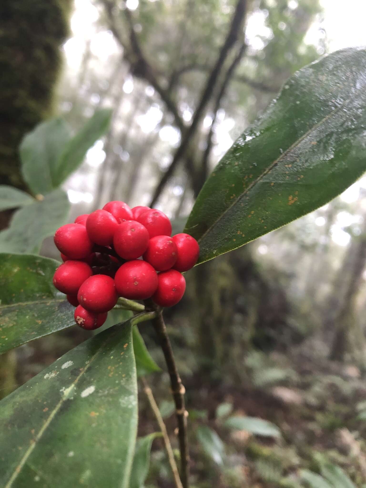 Image of Skimmia japonica subsp. distinctevenulosa (Hayata) T. C. Ho