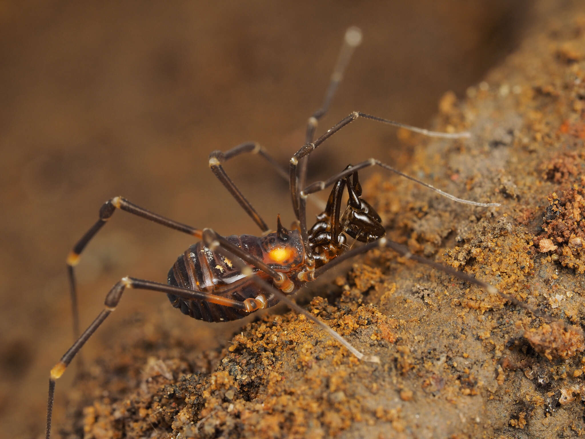 <i>Pseudobiantes japonicus</i> resmi