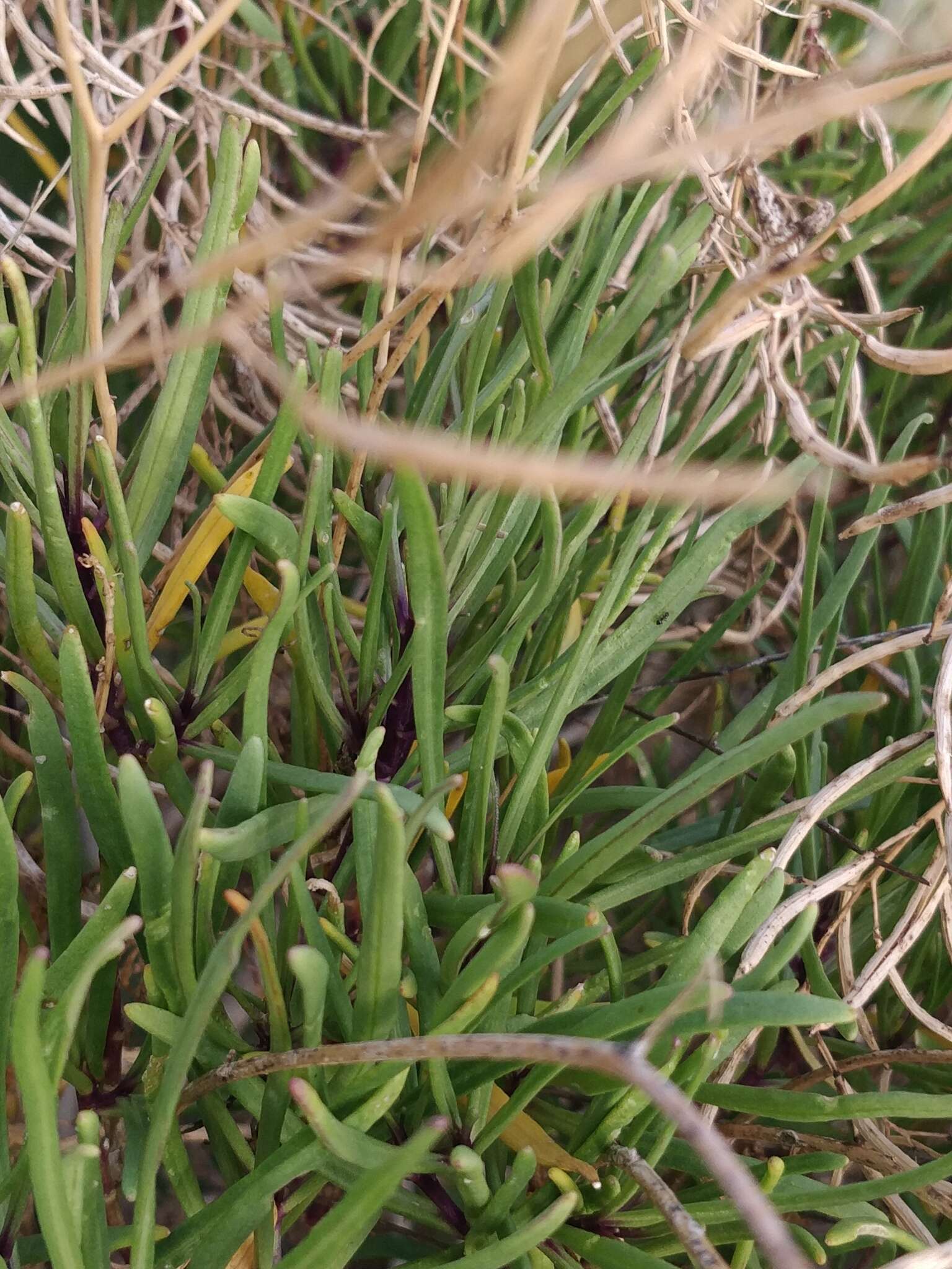 Plancia ëd Sinapidendron angustifolium (DC.) Lowe