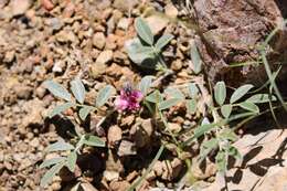 Image of Indigofera auricoma E. Mey.