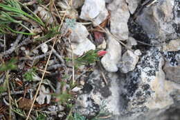 Image of sprawling needle sunrose