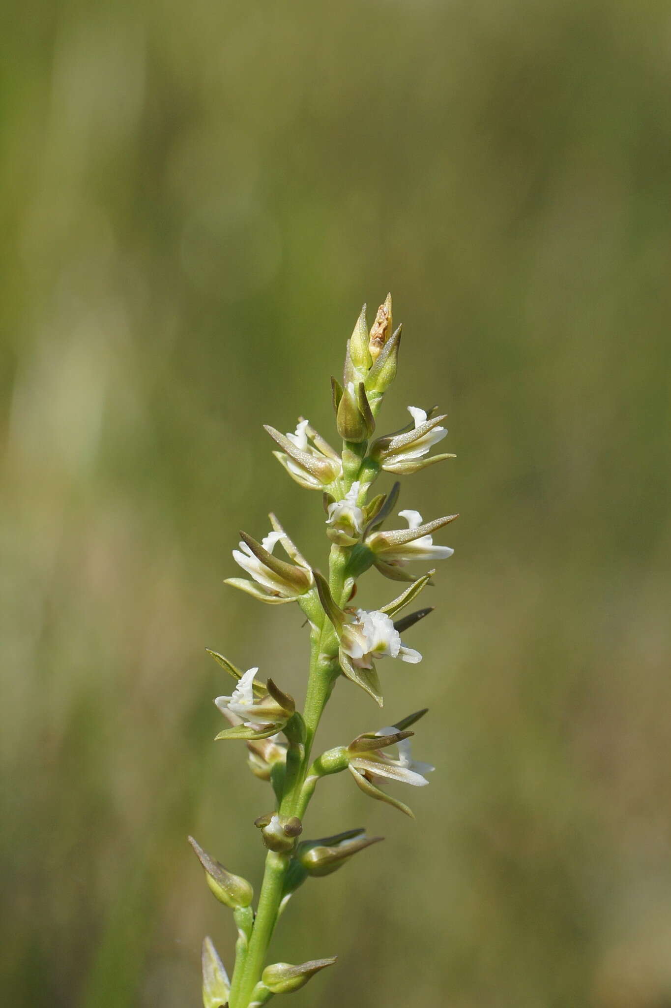 Image of Fragrant leek orchid