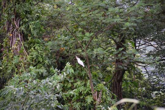 Image of Moluccan Cockatoo