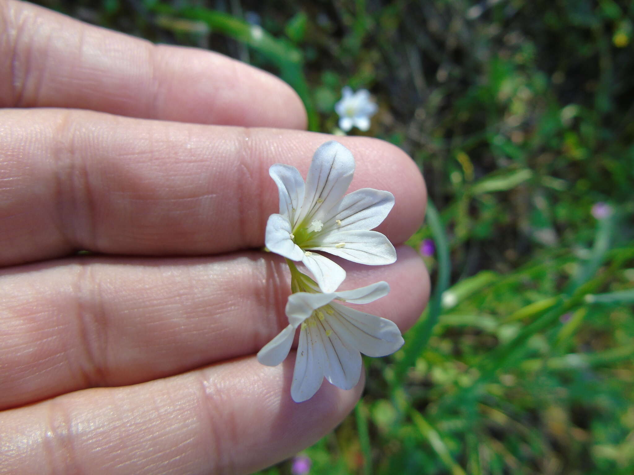 Sivun Gagea graeca (L.) Irmisch kuva