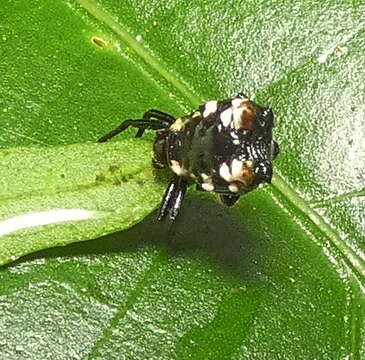 Image of Micrathena patruelis (C. L. Koch 1839)