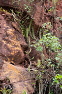 Image of Cleistocactus samaipatanus (Cárdenas) D. R. Hunt