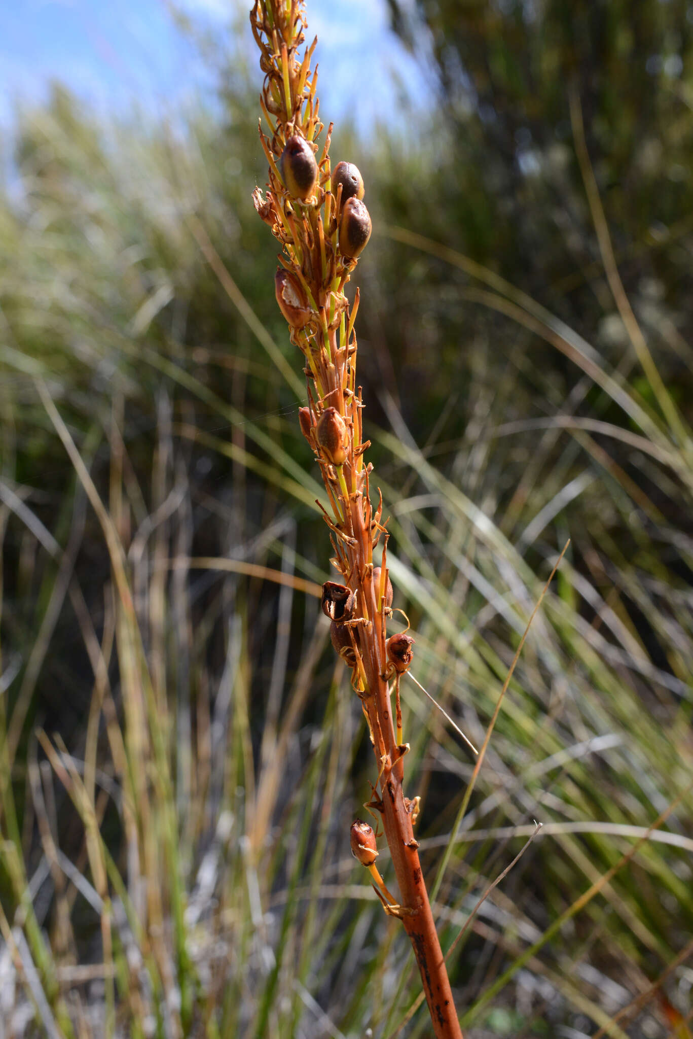 Image of Bulbinella angustifolia (Cockayne & Laing) L. B. Moore