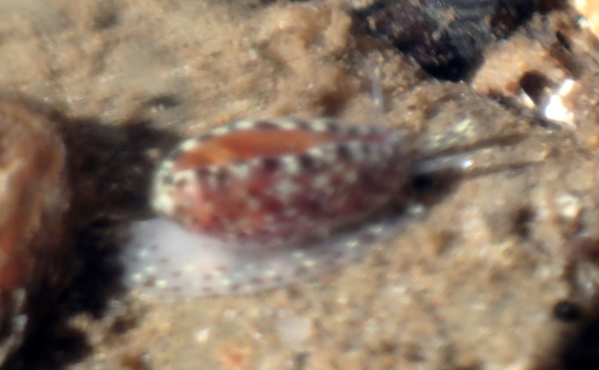 Image of Californian margin shell