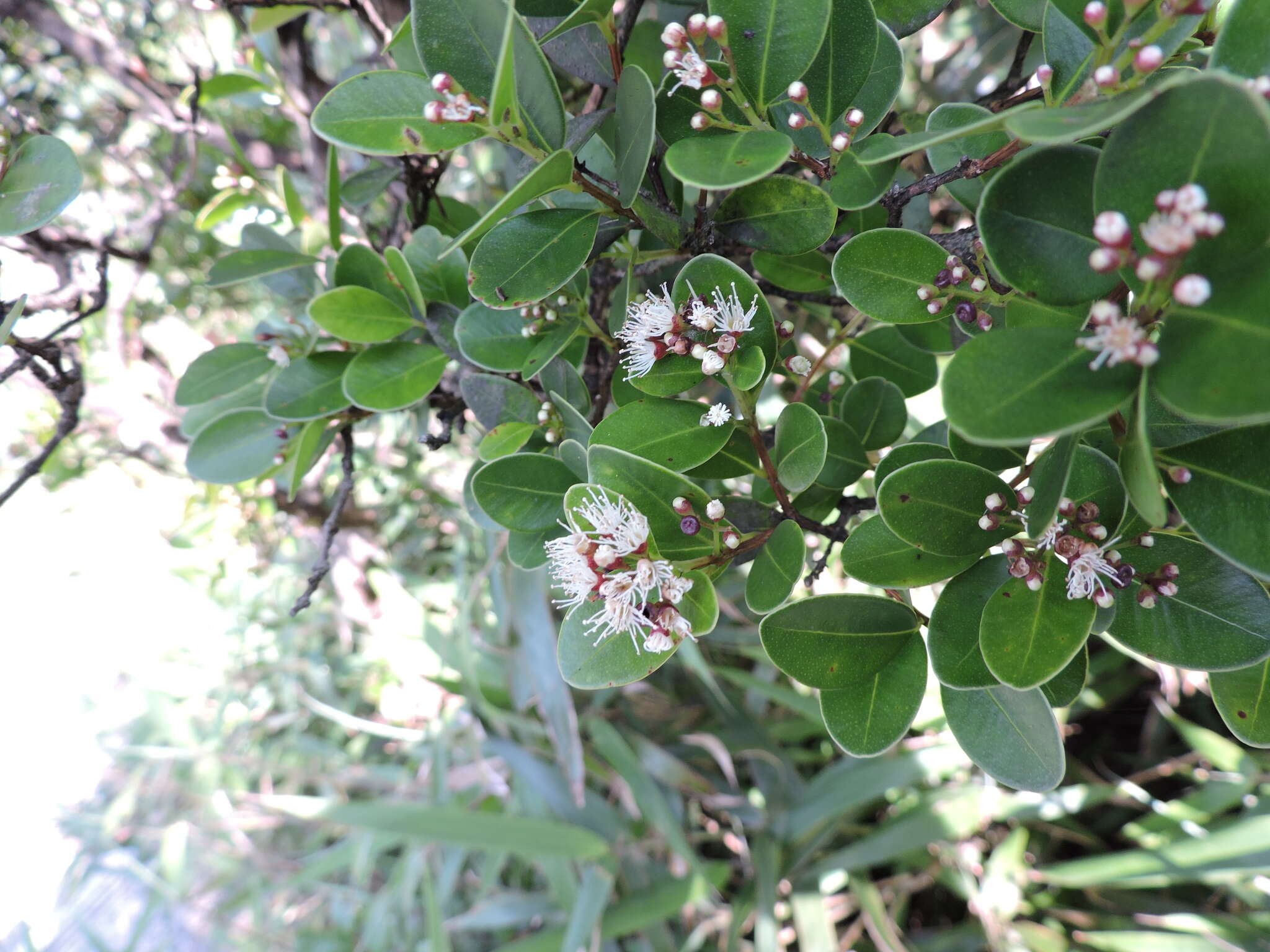 Image of Syzygium buxifolium Hook. & Arn.