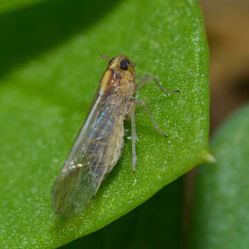 Image of Delphacid planthopper