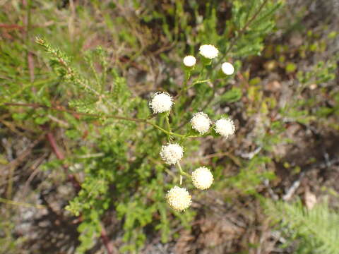 Image de Curio talinoides (DC.) P. V. Heath