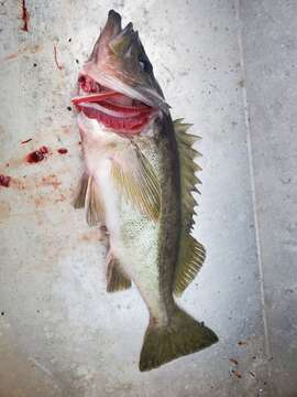 Image of Silvergray rockfish