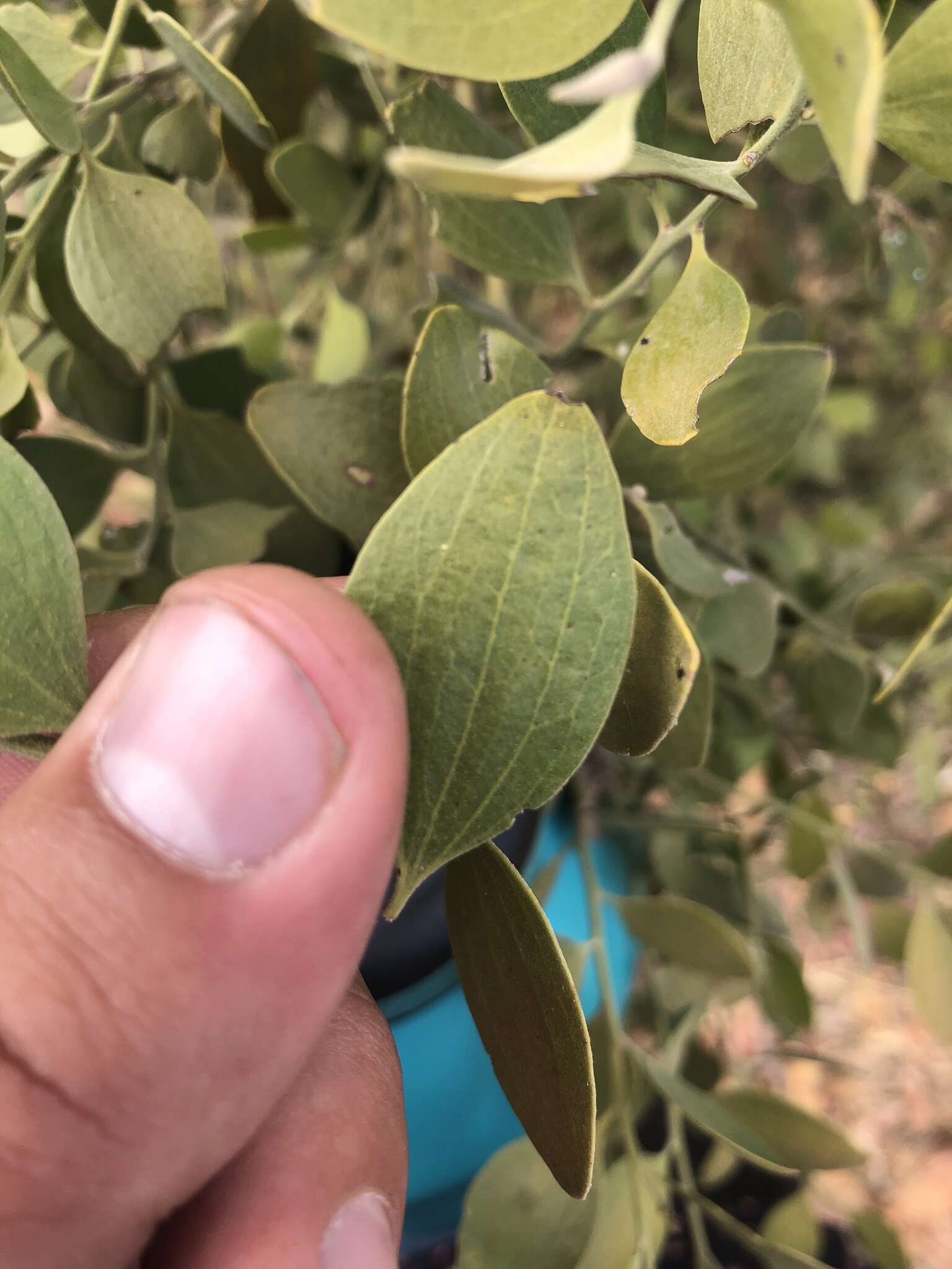 Image of Exocarpos latifolius R. Br.