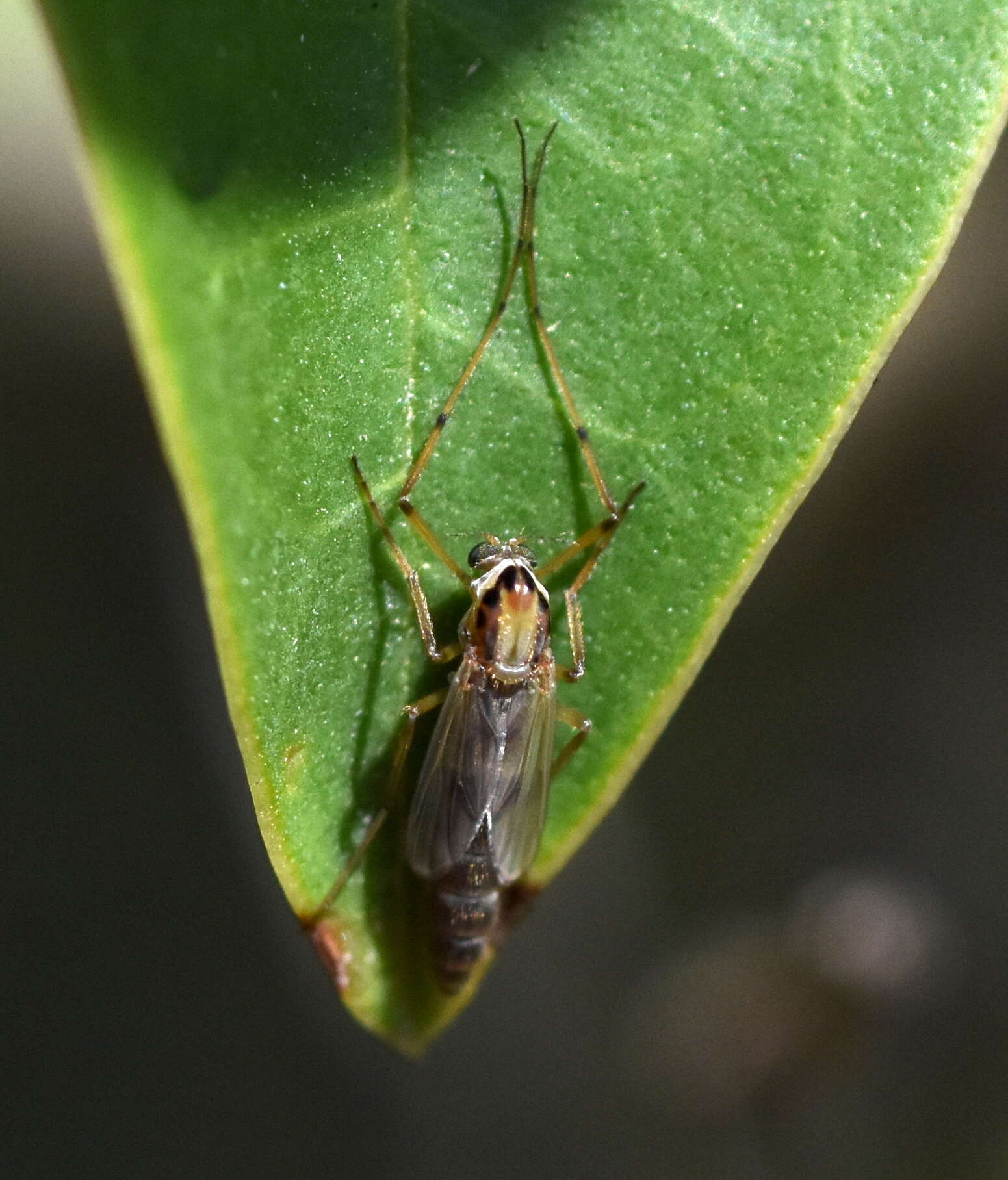 Goeldichironomus carus (Townes 1945) resmi