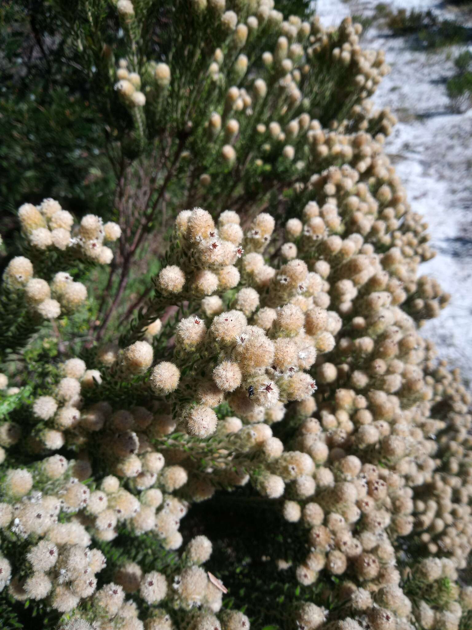 Phylica strigosa Berg. resmi