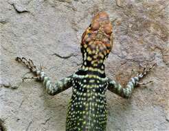 Image of Black Lava Lizard