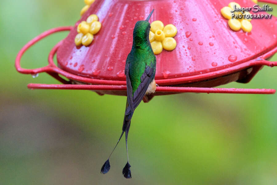 Image of Rufous-booted Racket-tail