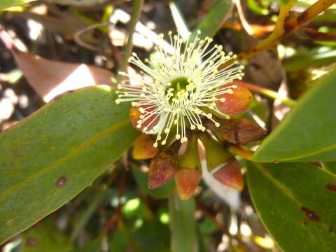 Image of Eucalyptus diversifolia subsp. diversifolia