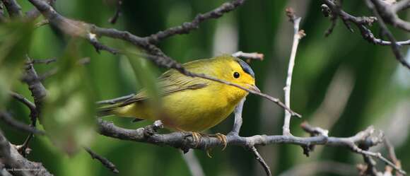 Image of Wilson's Warbler