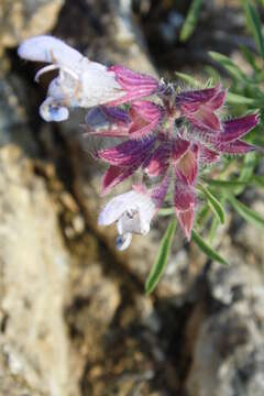 Image of Salvia wiedemannii Boiss.