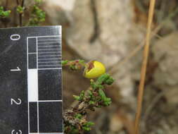 Image of Calceolaria inamoena Kränzl.