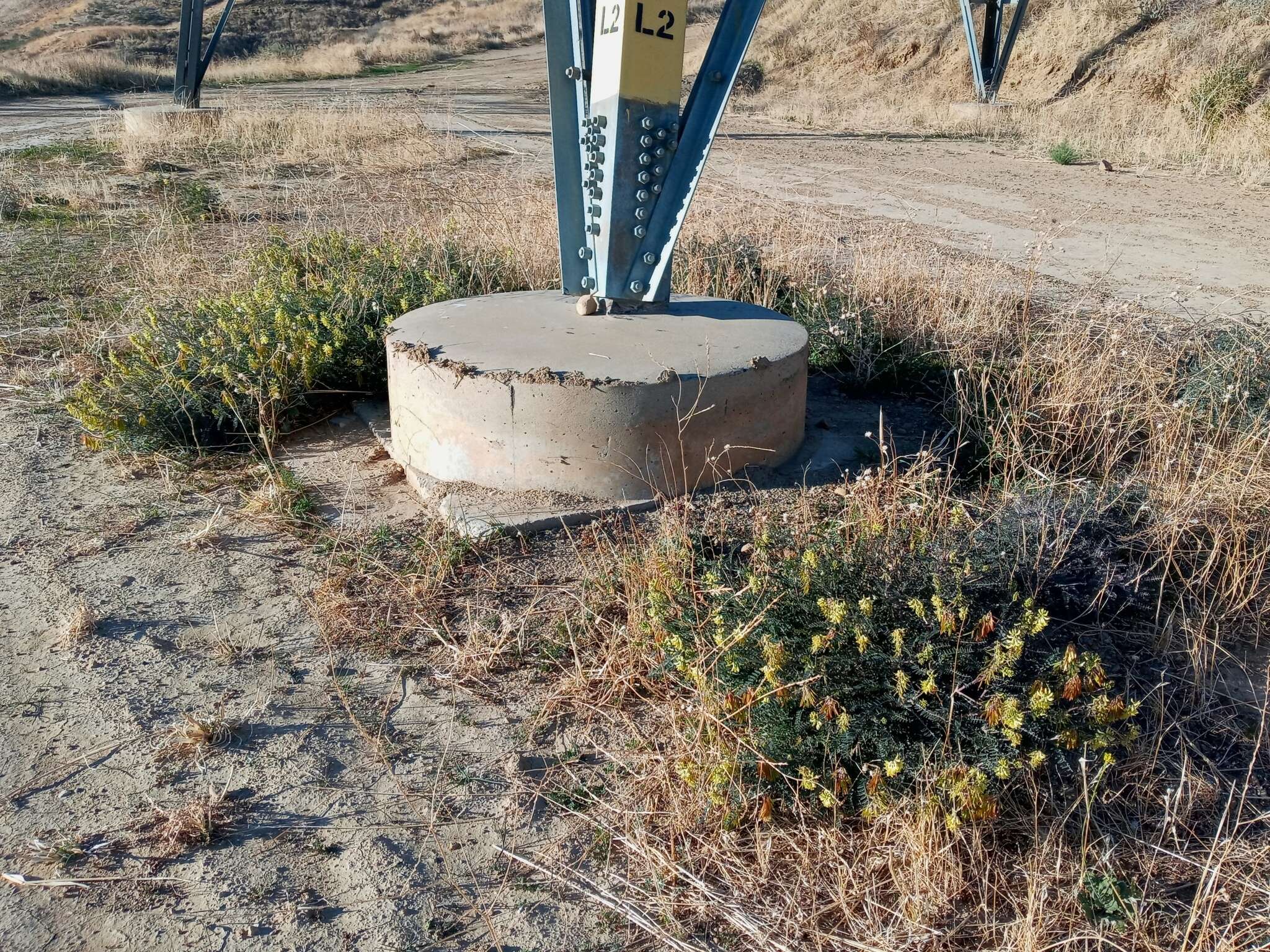 Image of Santa Barbara milkvetch