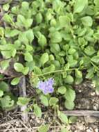 Imagem de Ageratum maritimum Kunth