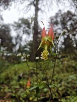 Слика од Aquilegia skinneri Hook.