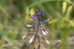 Image of Bellevalia trifoliata (Ten.) Kunth