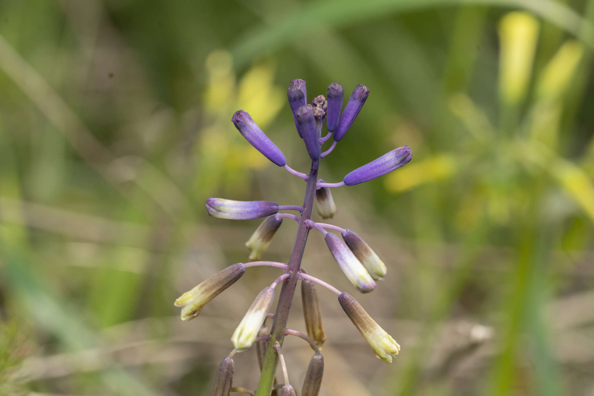 Image of Bellevalia trifoliata (Ten.) Kunth