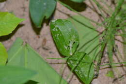 Image of Broadlipped twayblade